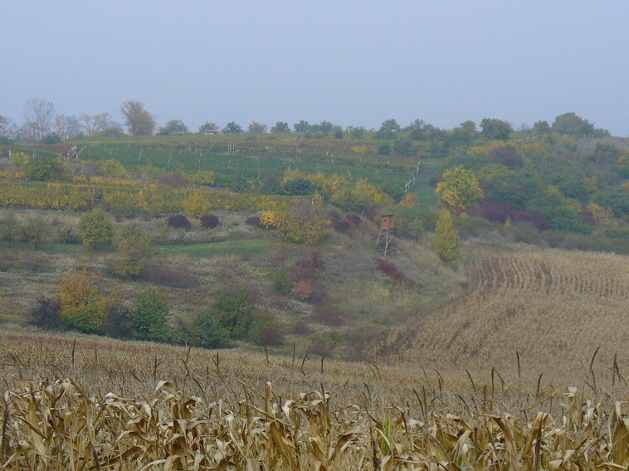 P1040433.jpg