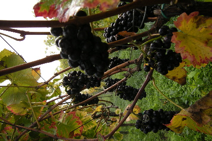 DSCN0883.jpg